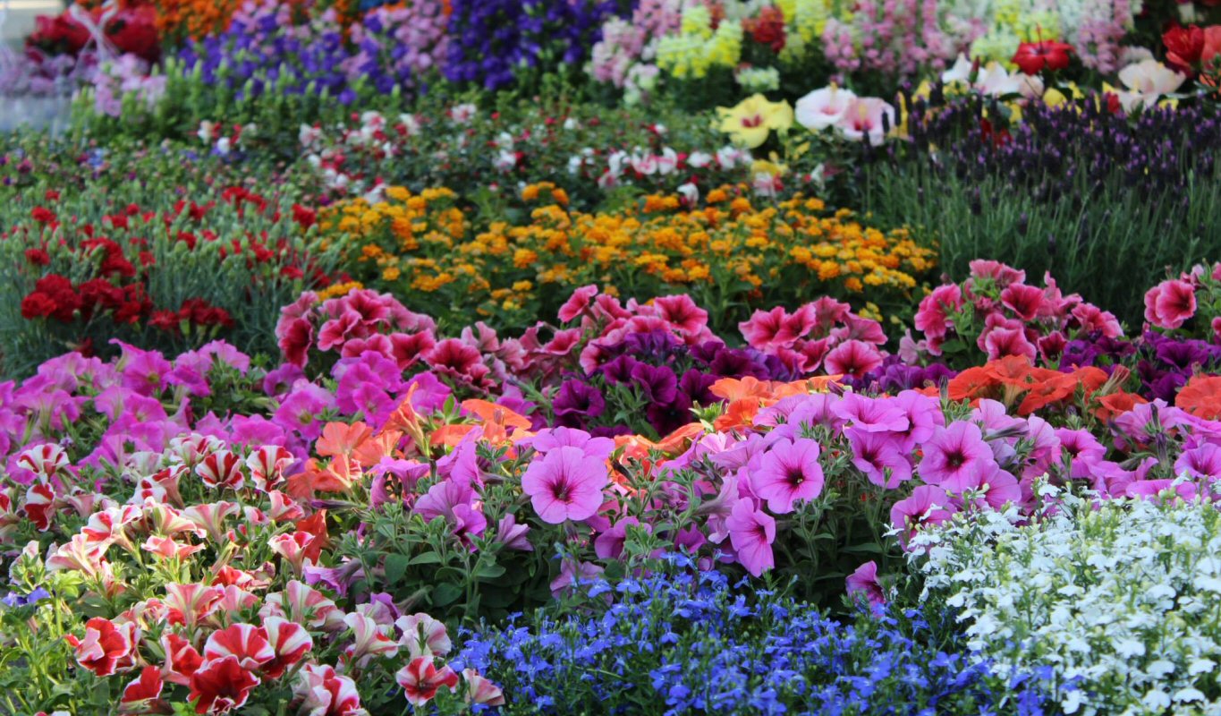 Bovi Fabrizio. Piante E Fiori